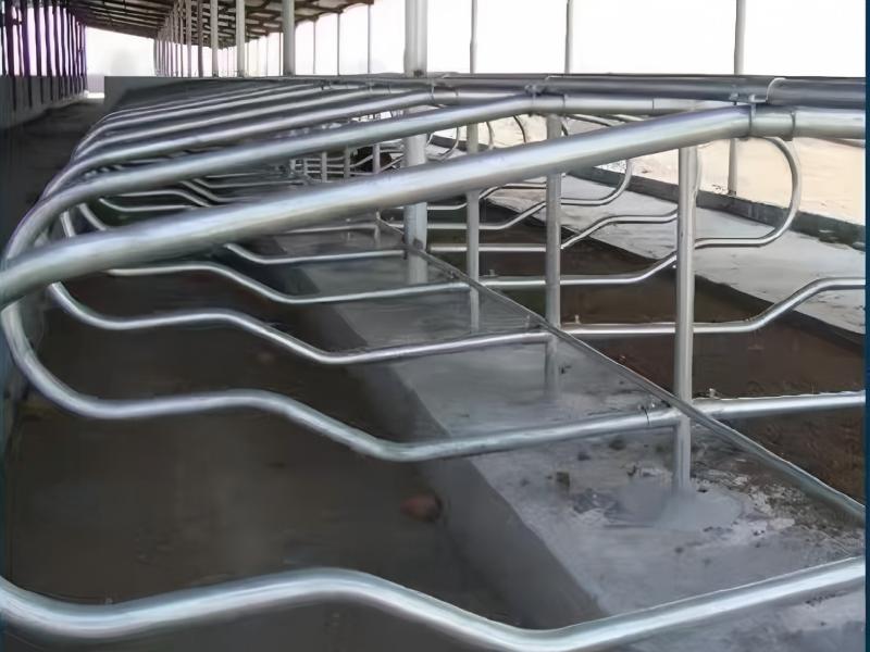 Cow Free Stall